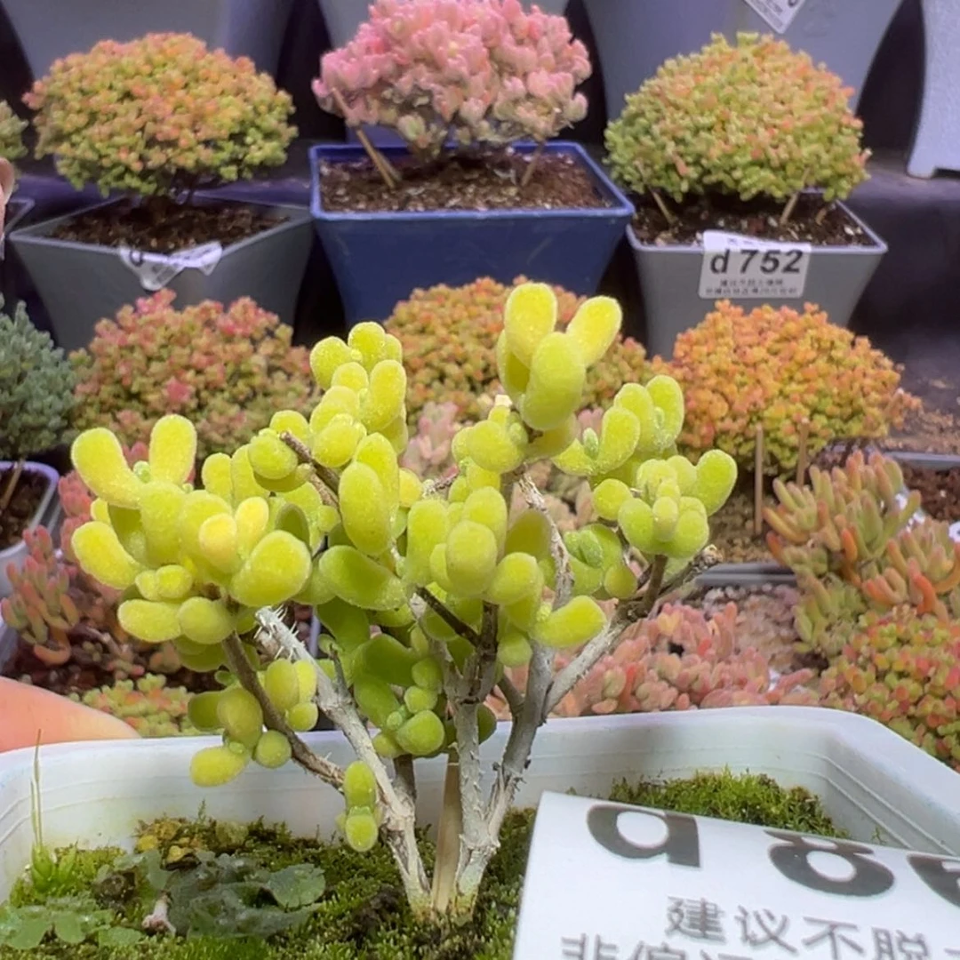 【闪购商品】1*d864黄星星枝干番杏