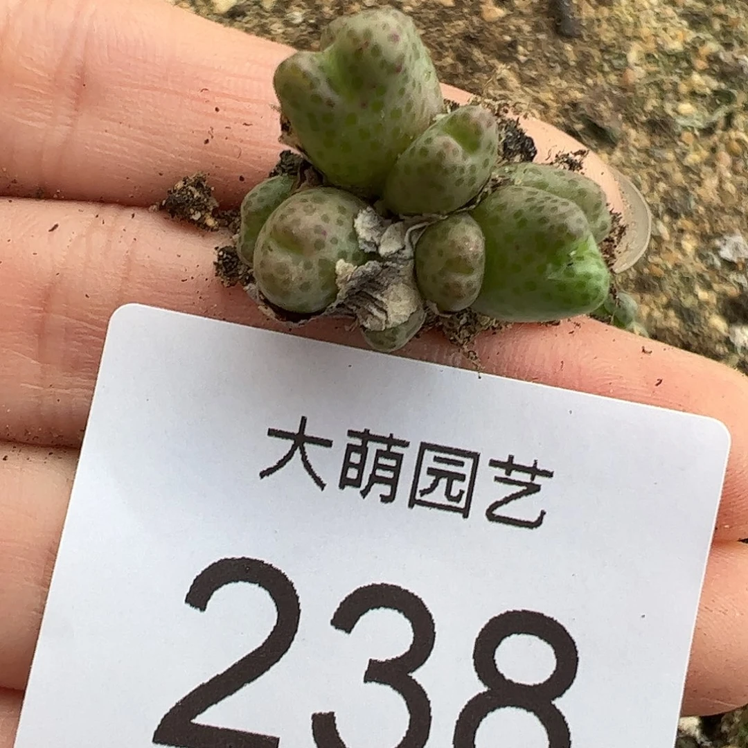 一物一拍脱土红头斑马，238
