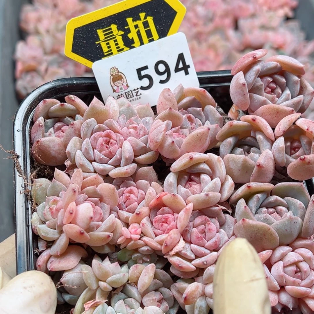 多肉植物多肉植物