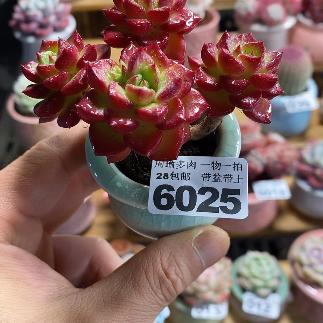精控多肉植物6025