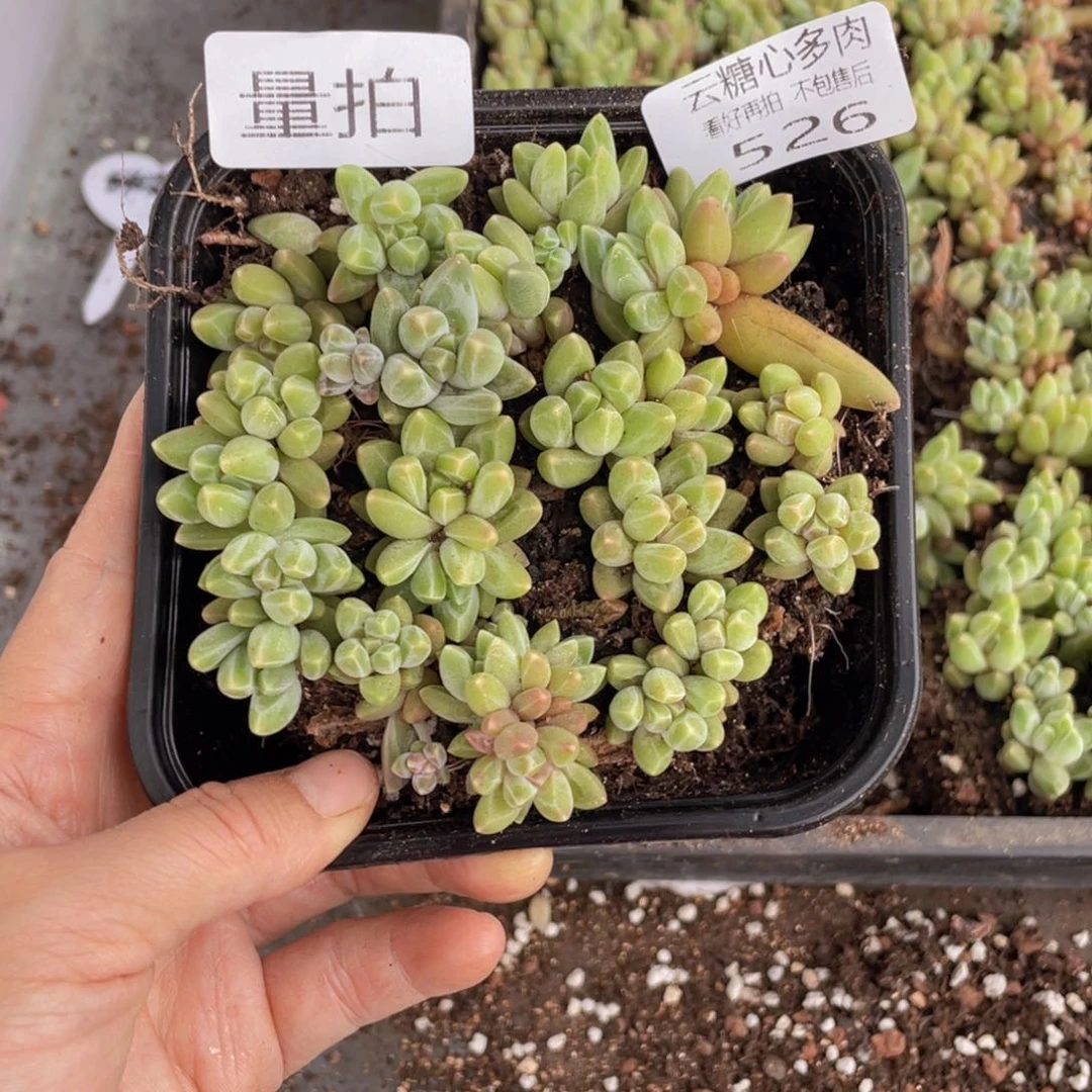 云糖心多肉植物526