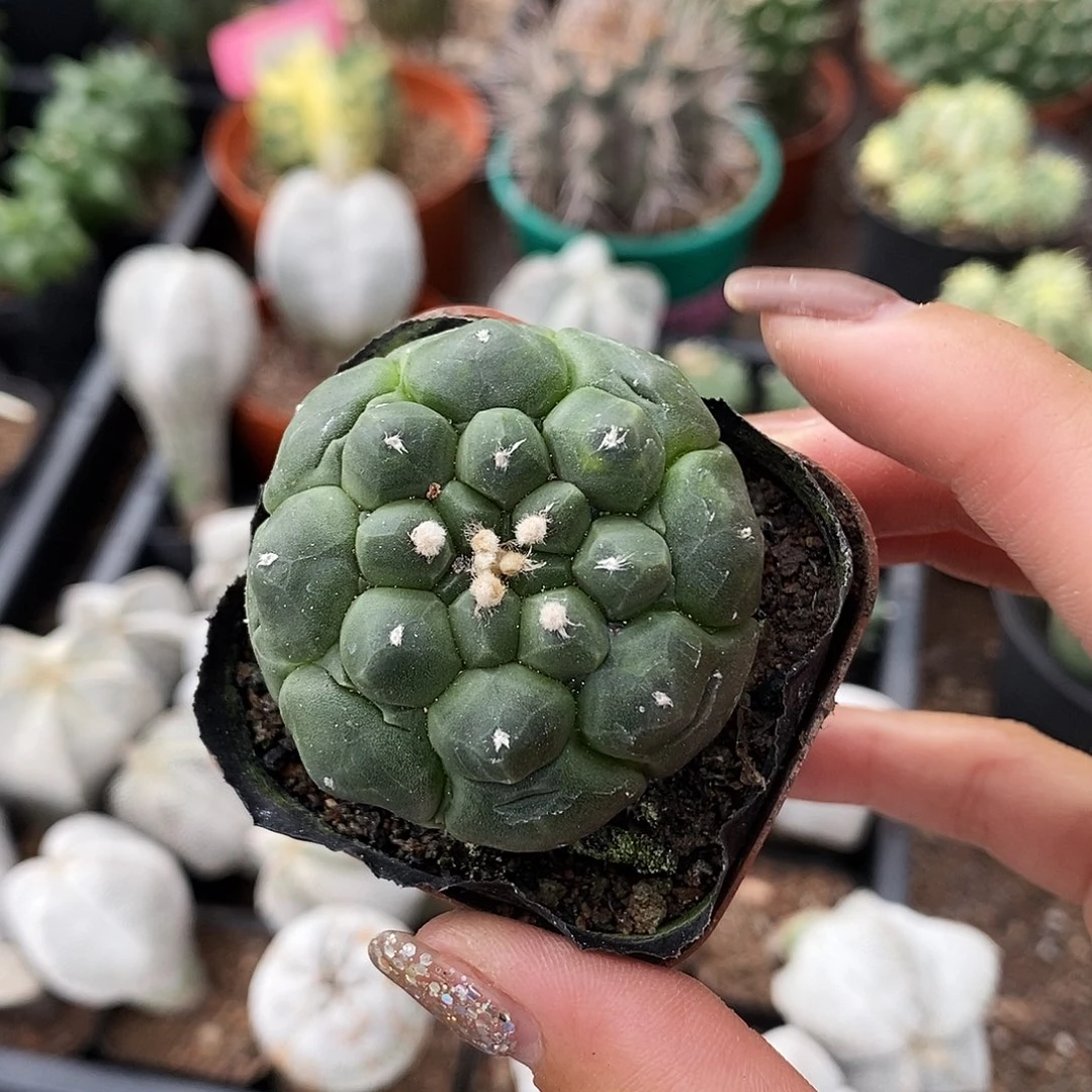 花花草草花花草草