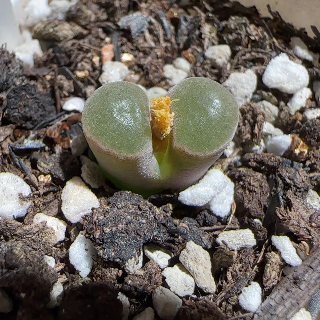 肉锥多肉植物组合-磁铁217