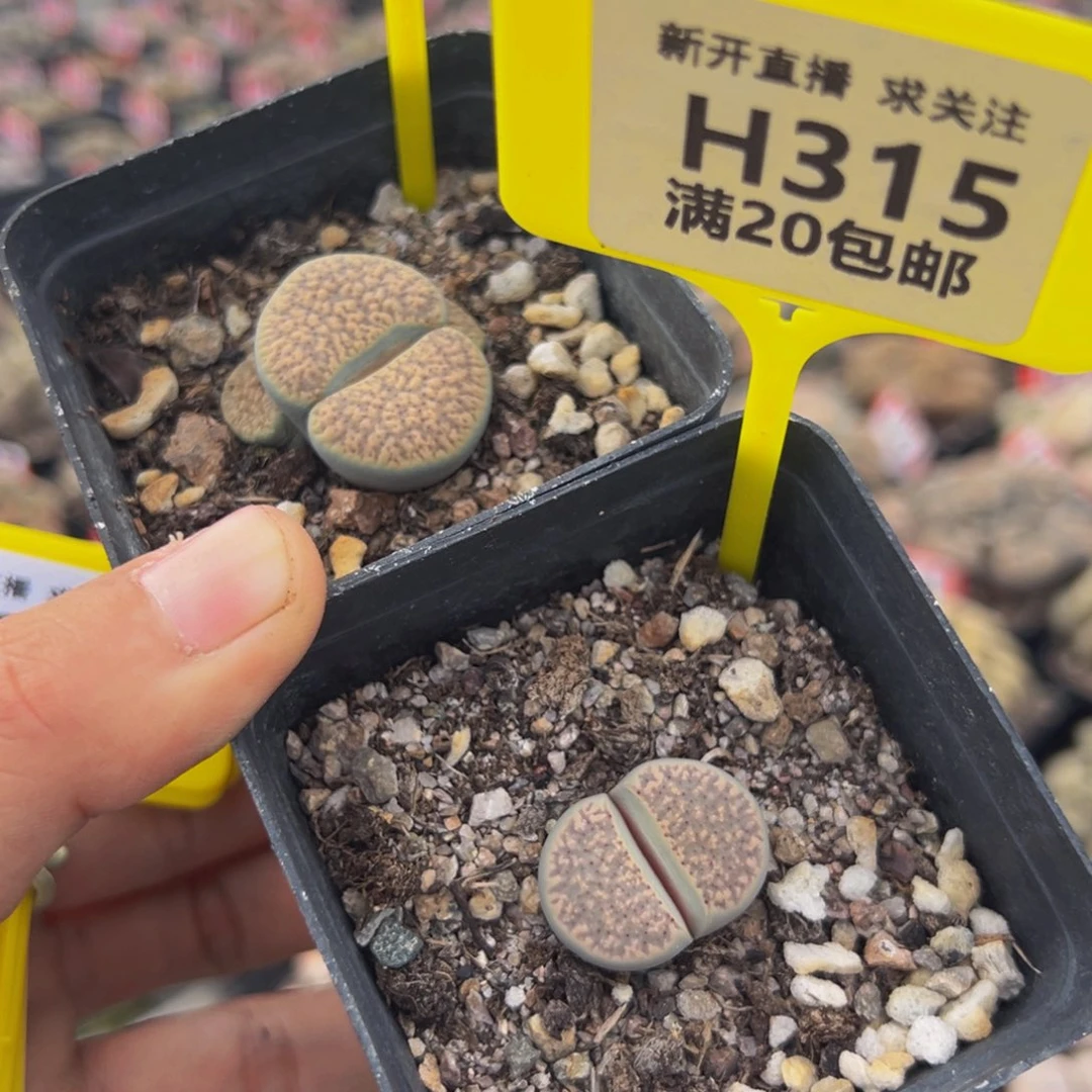 314.315 生石花大群生大群生