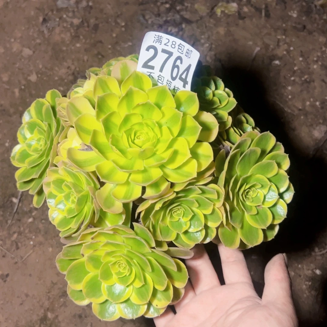 2764奶白多肉植物法师