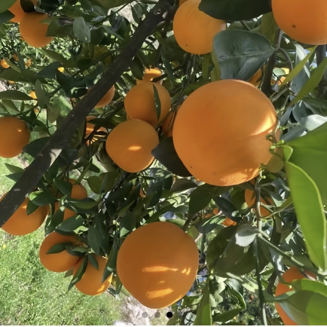 湖北巴东夏橙新鲜应季春橙香甜细腻皮薄无籽