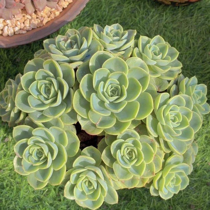 玫瑰型多肉哈密瓜-4