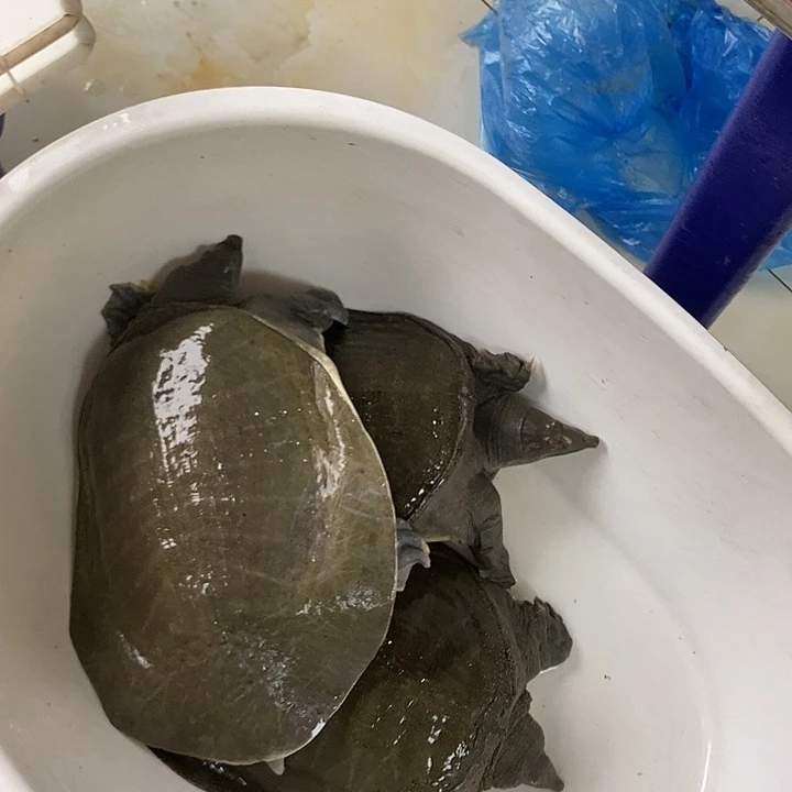 中国大陆福利鱼不退换包活