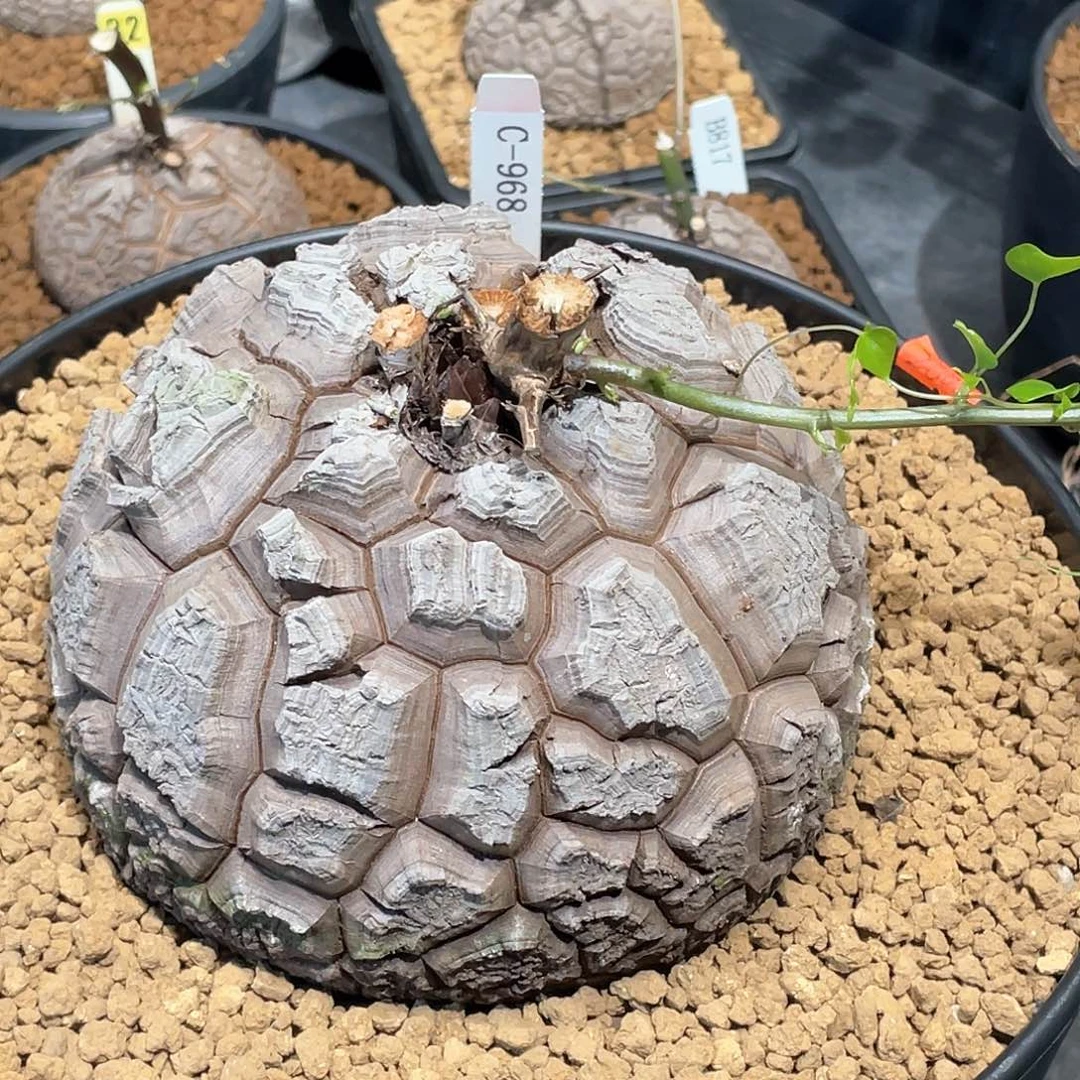 968号龟甲龙14.3公分