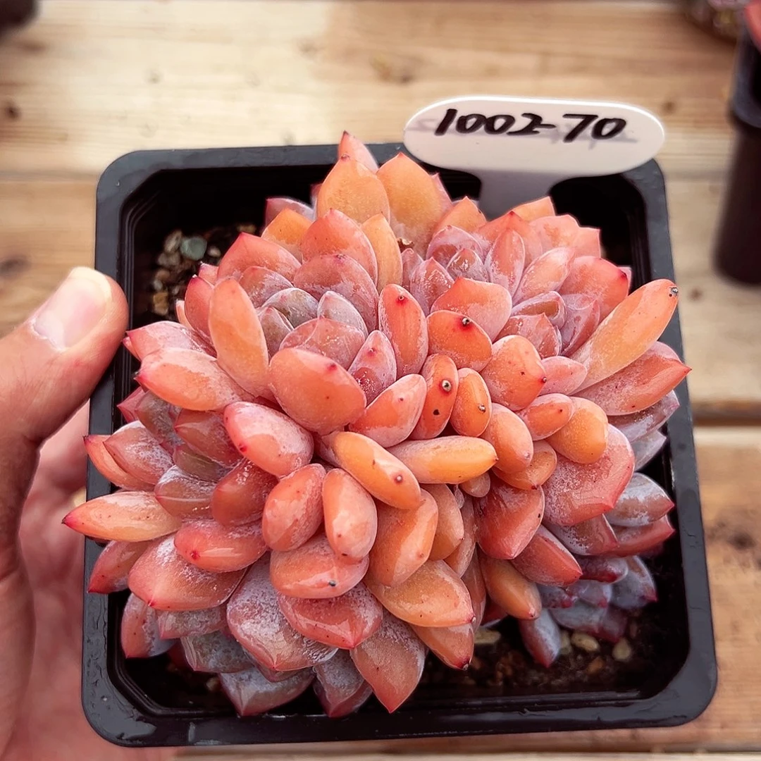 1002-70星影绝绝子