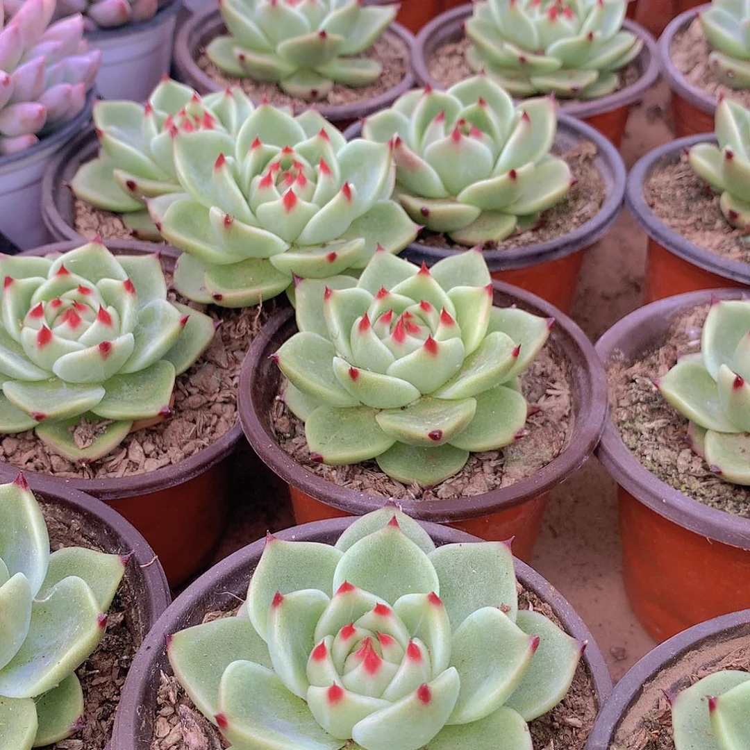 蓝龙235667778889999