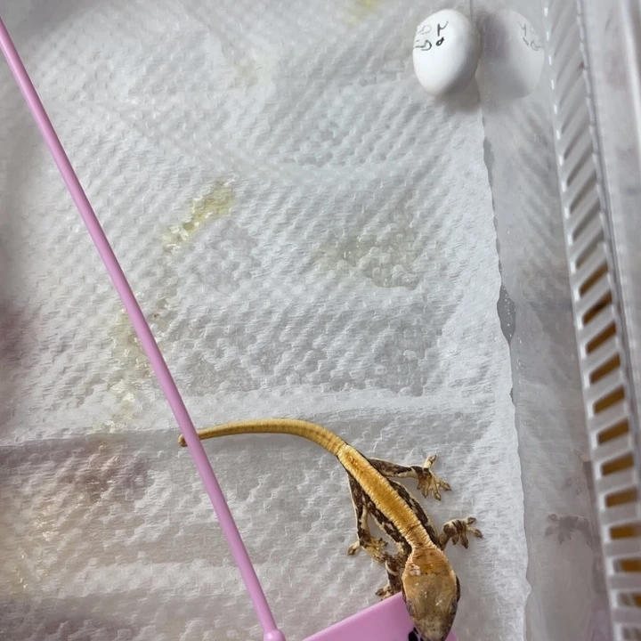 睫角守宫水泥专拍