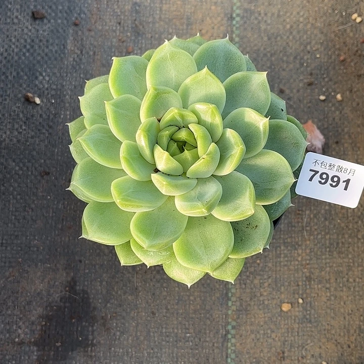 阿雅园艺。          7991钻石珍妮