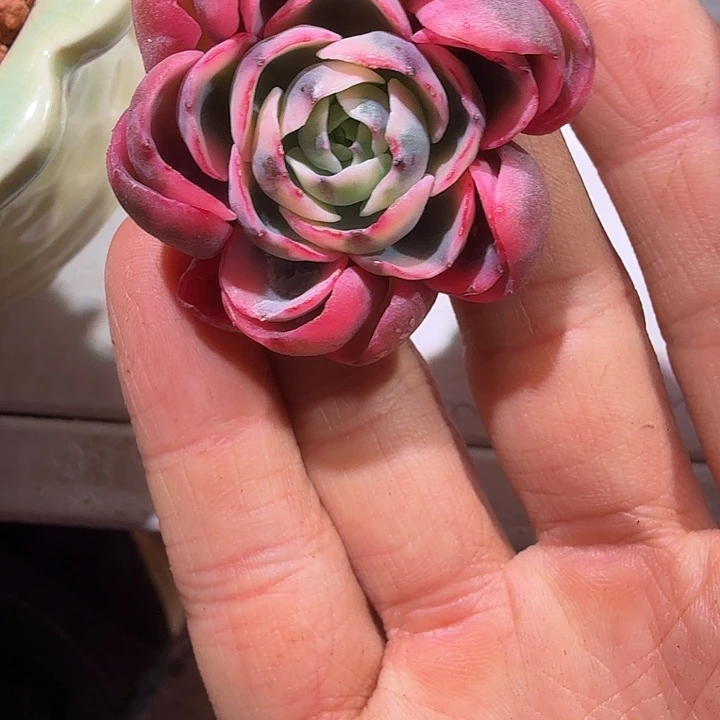 雨滴锦多肉植物无根