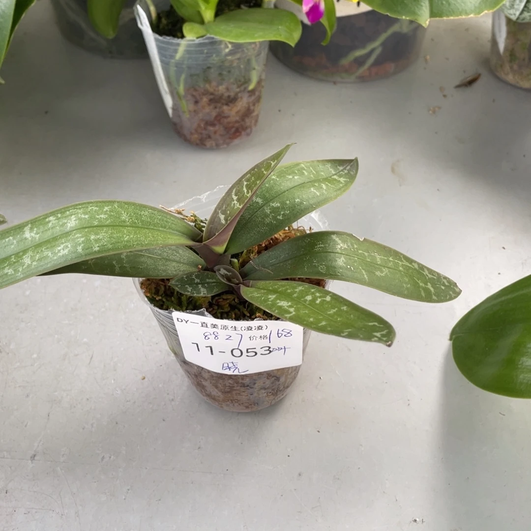 当前无花栽培后可以开花（晓专拍）香黄史叶微瑕