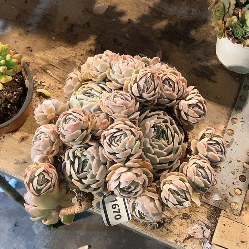 【闪购商品】杂1670