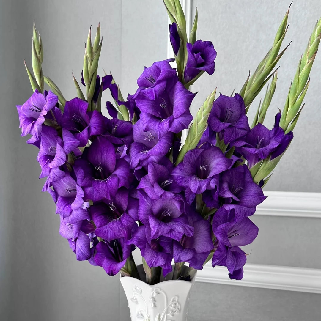 剑兰一把（颜色备注）