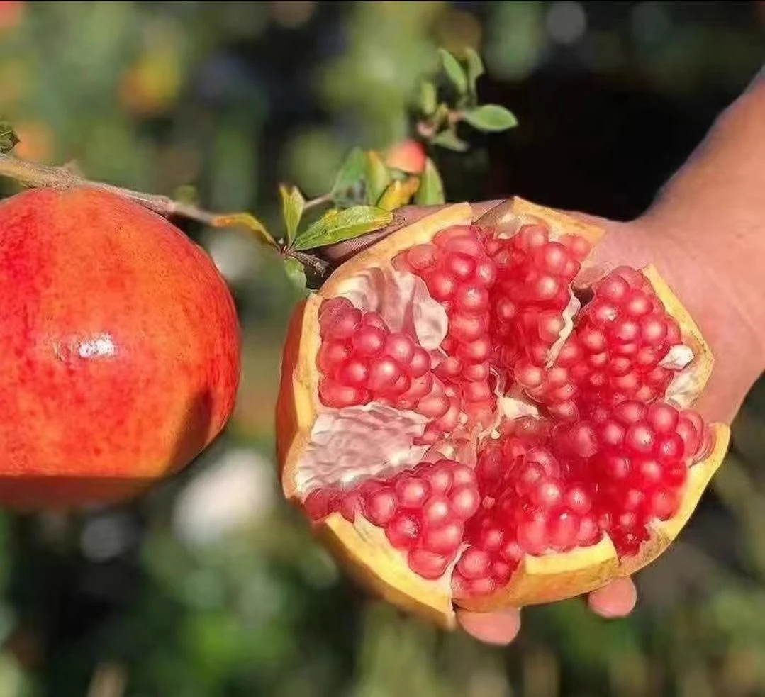 【顺丰包邮】头茬软子石榴会理突尼斯送礼中秋老树老品种小时候味道
