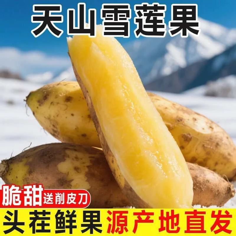 正宗云南天山雪莲果现挖应季新鲜清甜可口带削皮刀