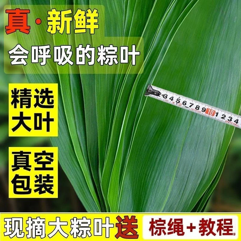 【王木区专属】江西大号粽叶新鲜粽叶包粽子专用箬叶批发非干粽叶