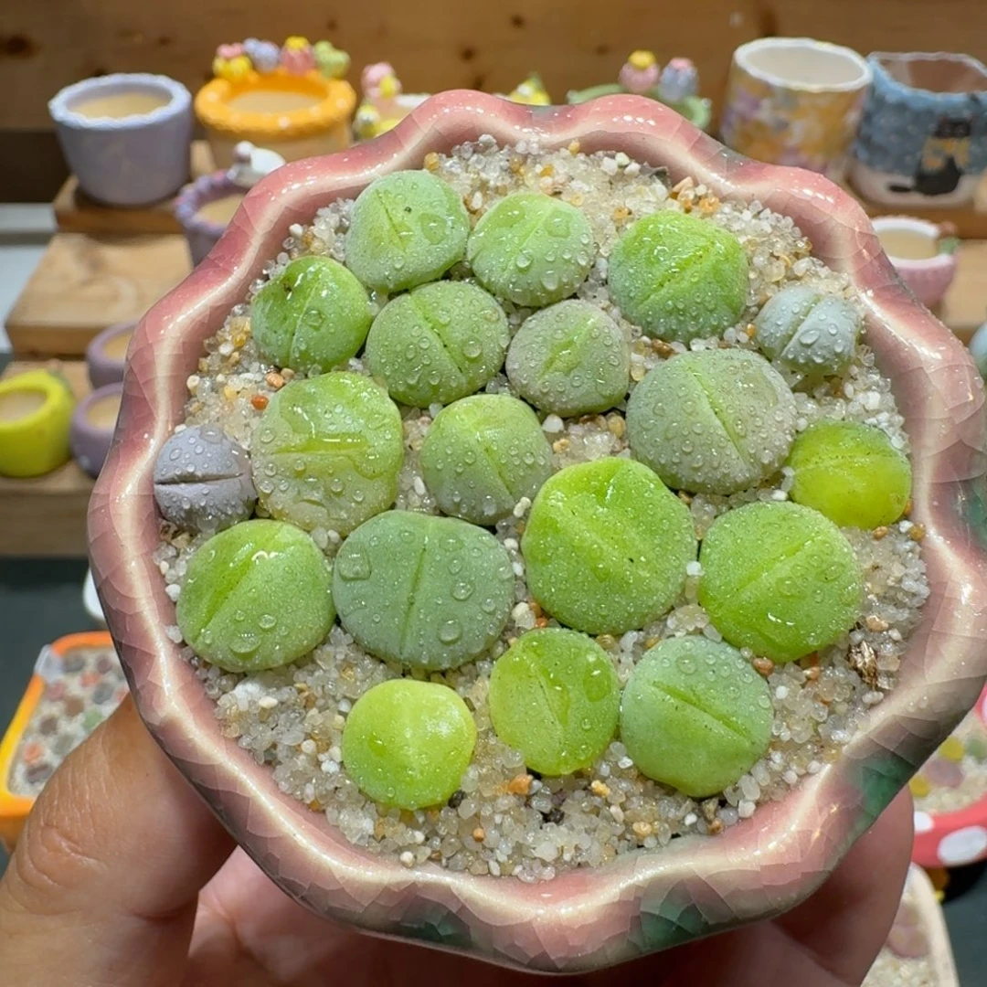 蘑菇1049绿春桃多肉植物