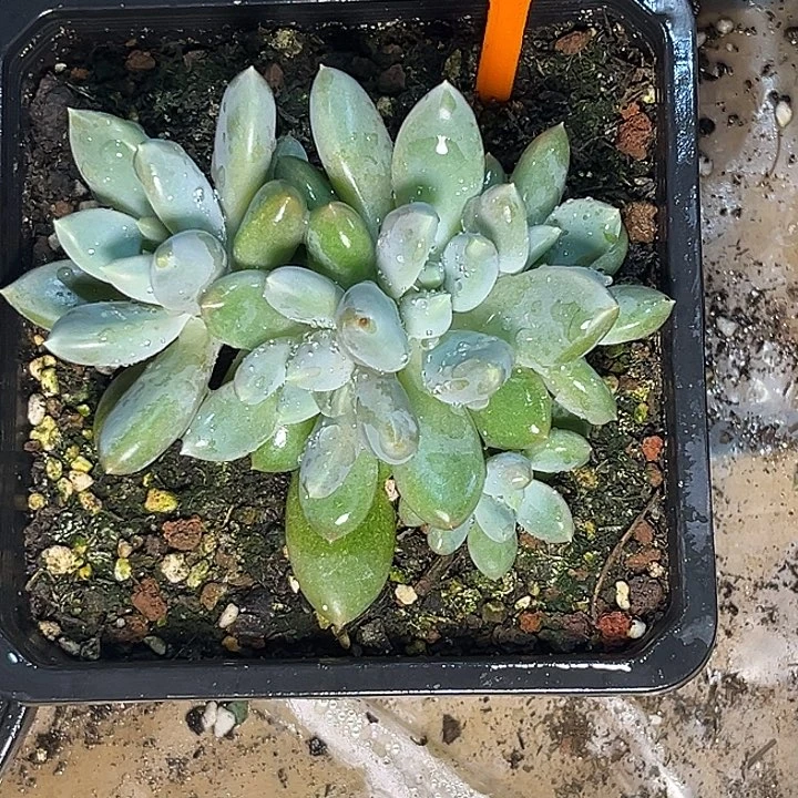 多肉植物胖体哥特451