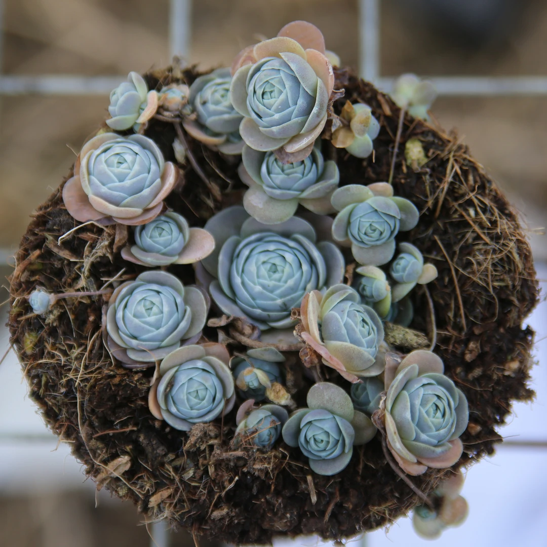 6-8头蓝色玫瑰子持莲花多肉植物有枯叶，盆有9cm不包整