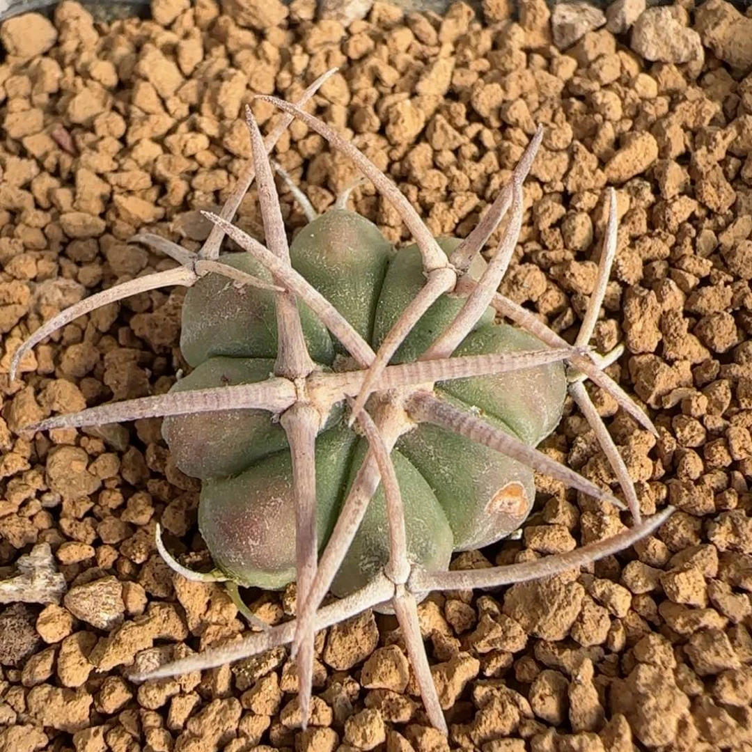 实生2.2厘米平丸