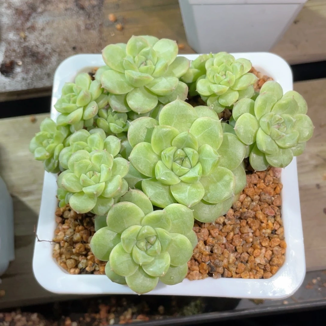 优选暗纹女王飘枝1645