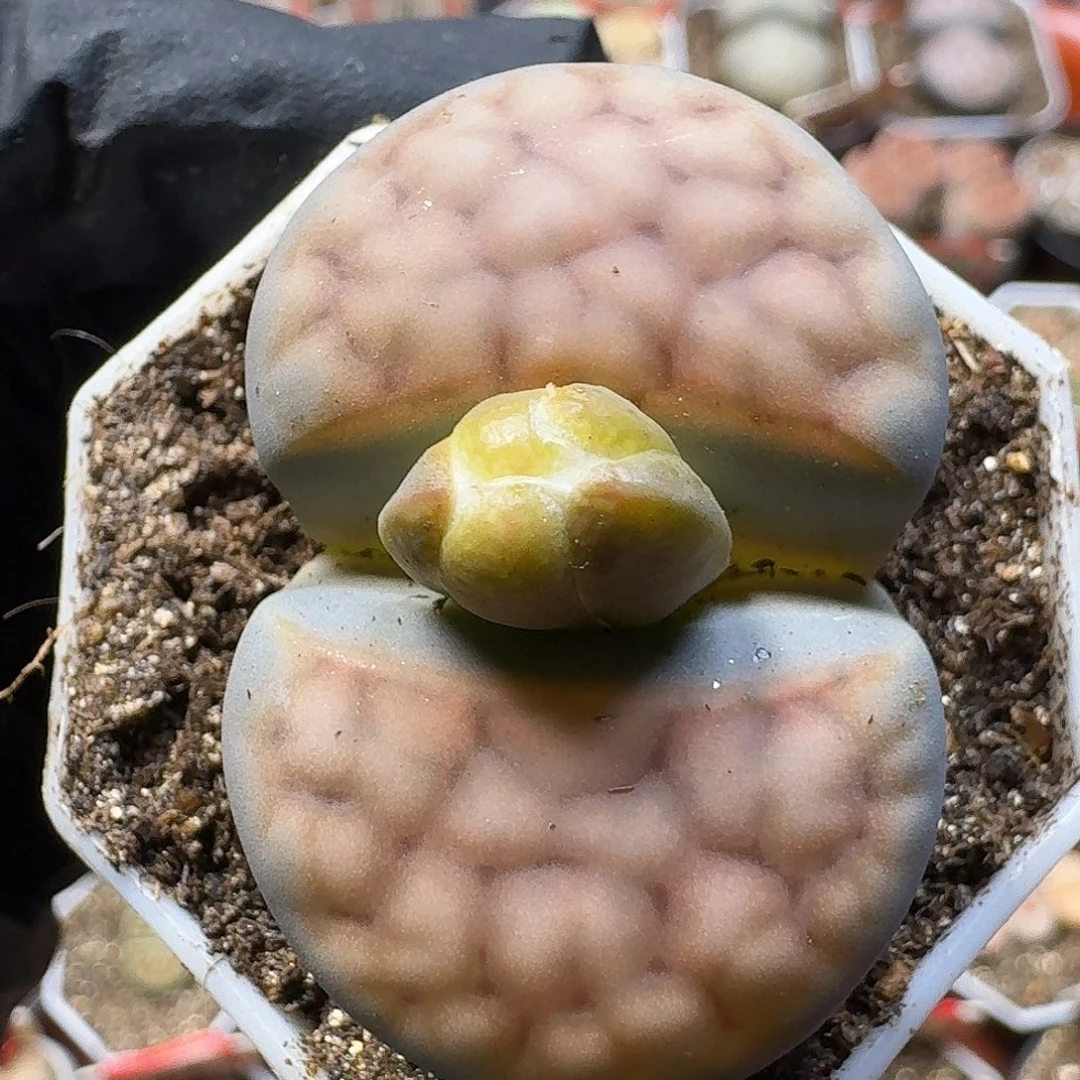 6***天生石花111221。   36