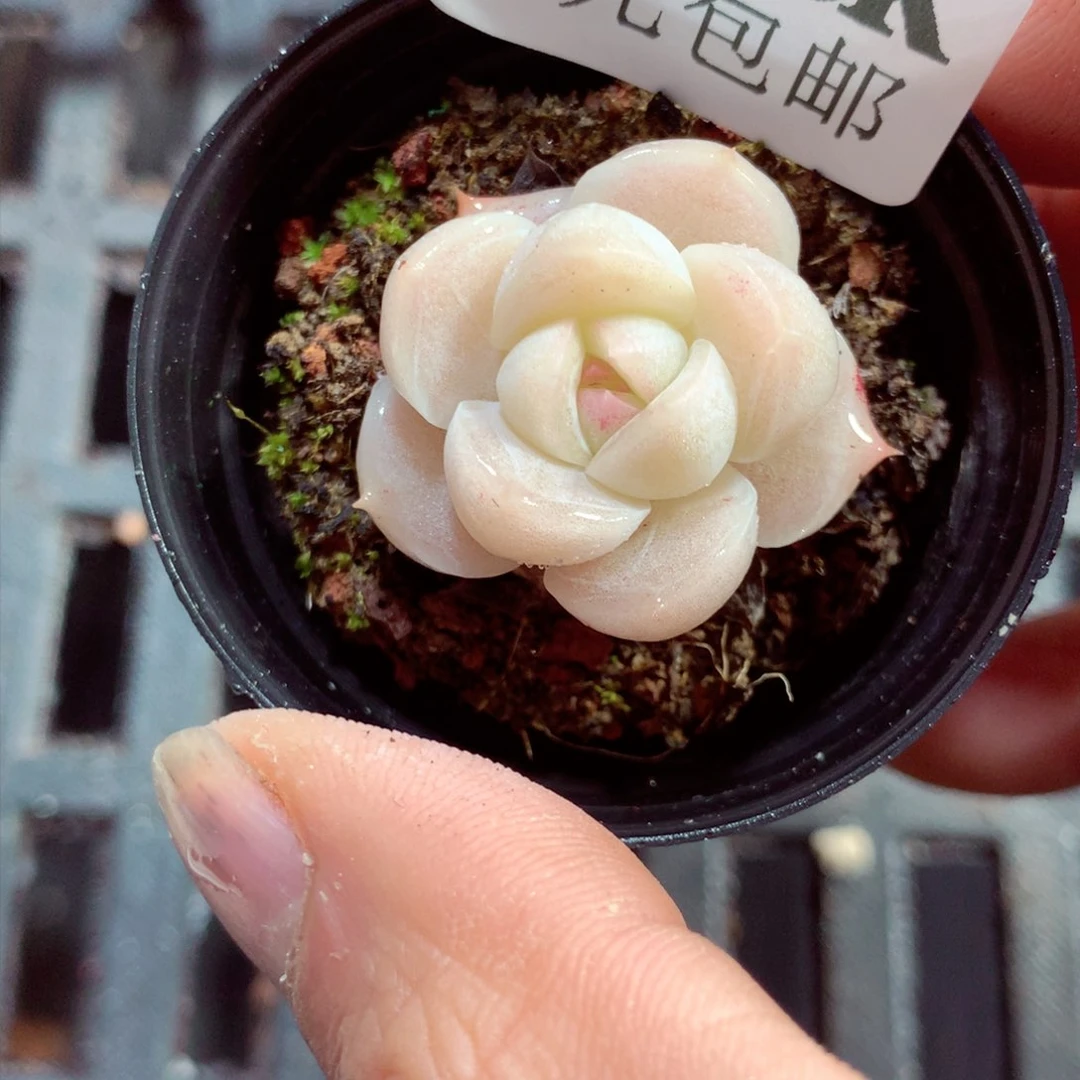 5厘米盆精控多肉749