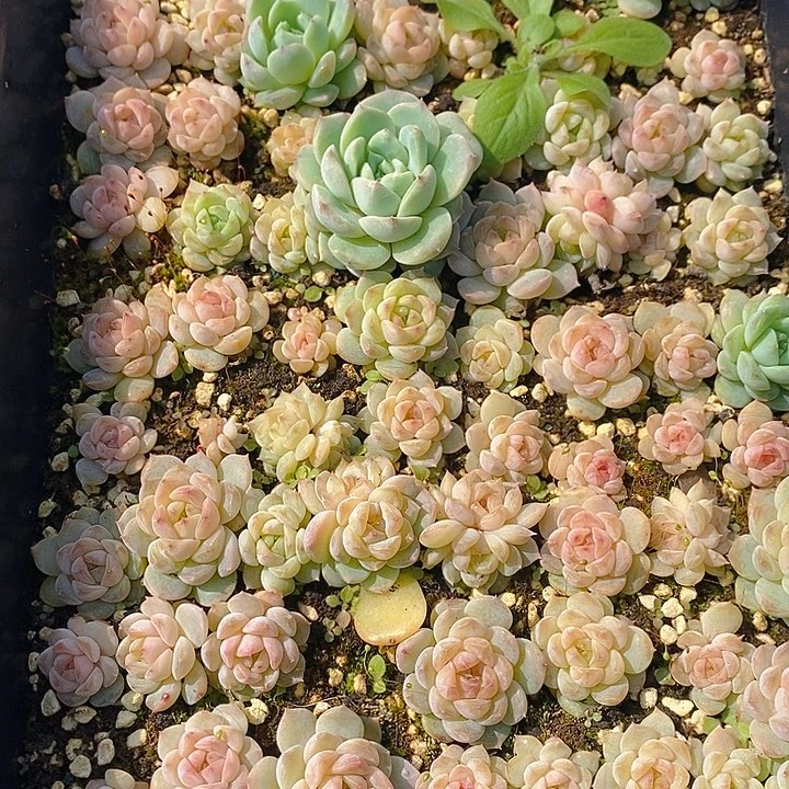 62 多肉盆栽花卉植物