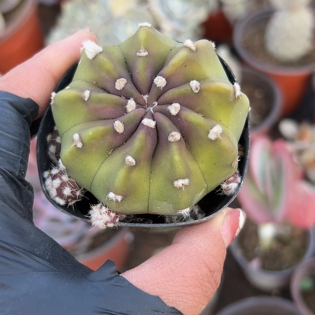 多肉植物短毛丸开花