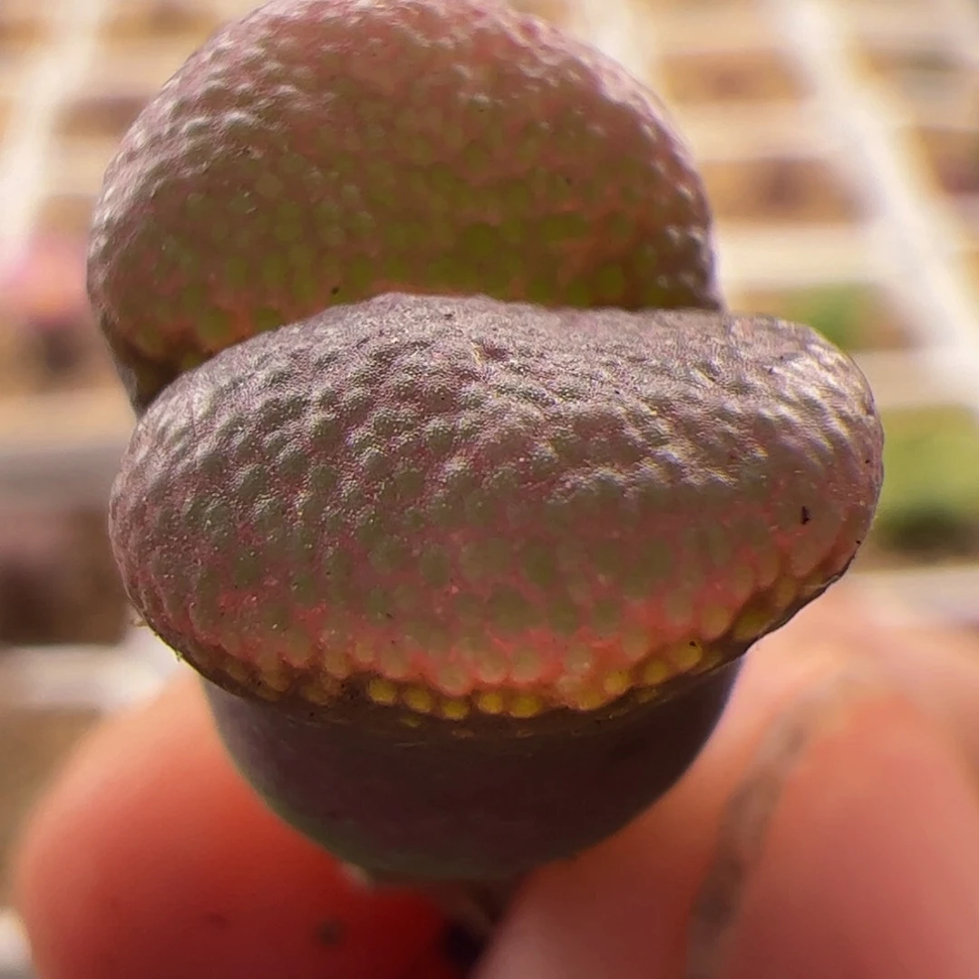 紫体红窗风铃玉肉锥