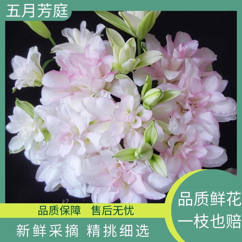 【白色冰美人】重瓣百合鲜花——百合中的白月光百合花