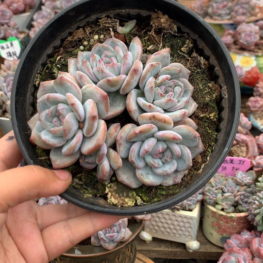 哈哈哈哈哈哈哈哈