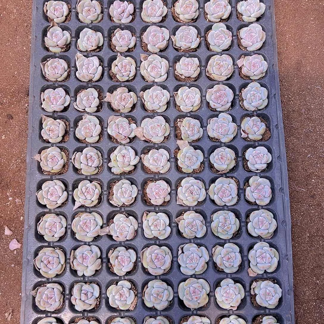 105颗全单头优选星影石榴籽