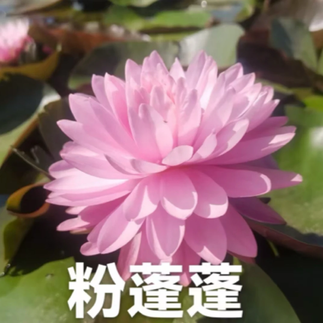 睡莲3个品种各一份，奥毛斯特、粉蓬蓬、谭群