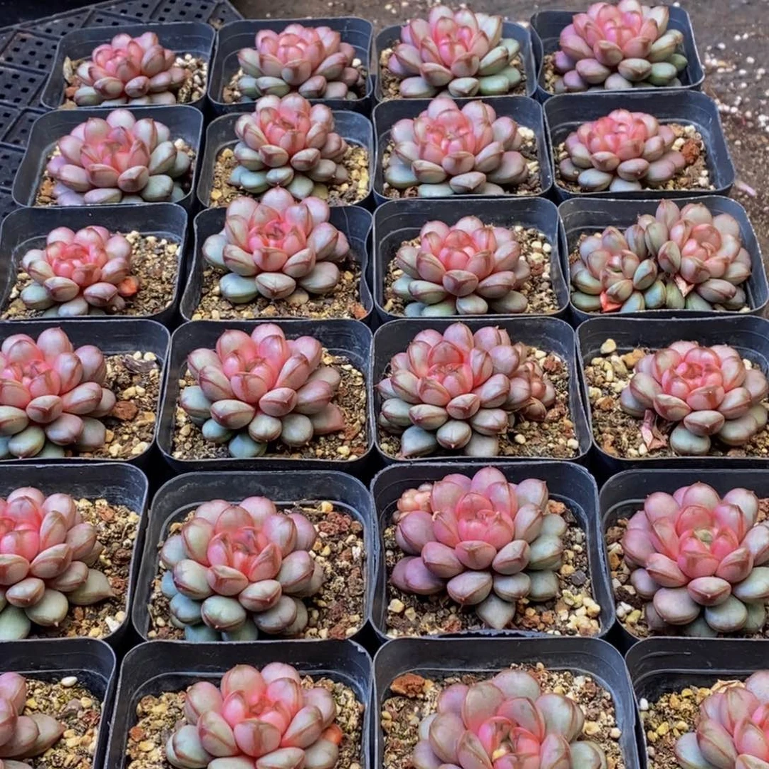 183多肉植物保护研究所所长助理