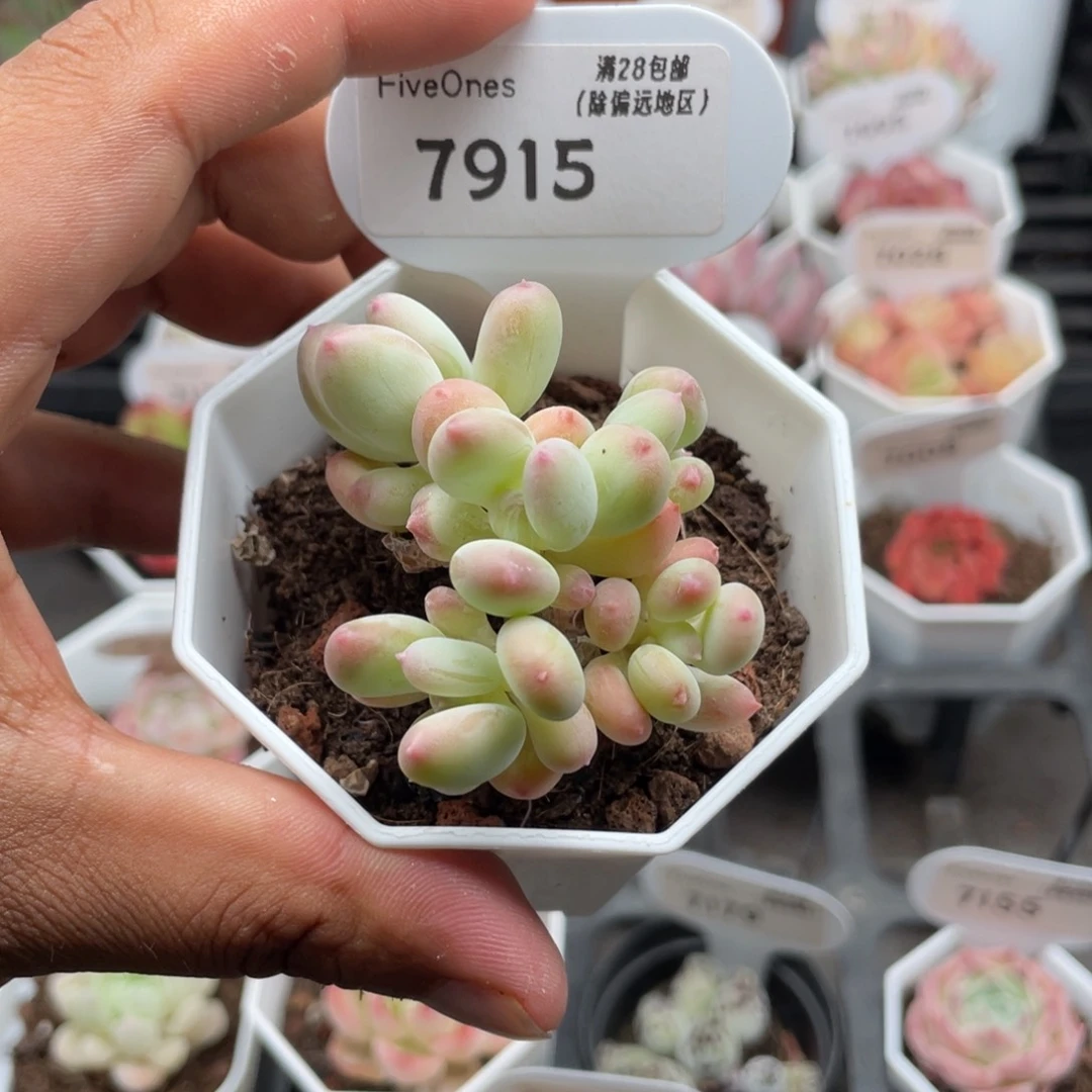 7915苹果奶4.5厘米