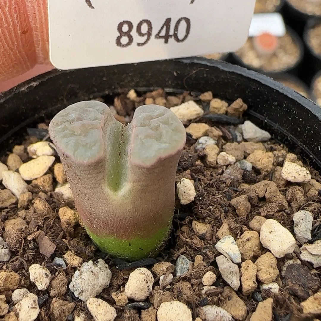 8940。默认脱土。18包邮。偏远88包邮