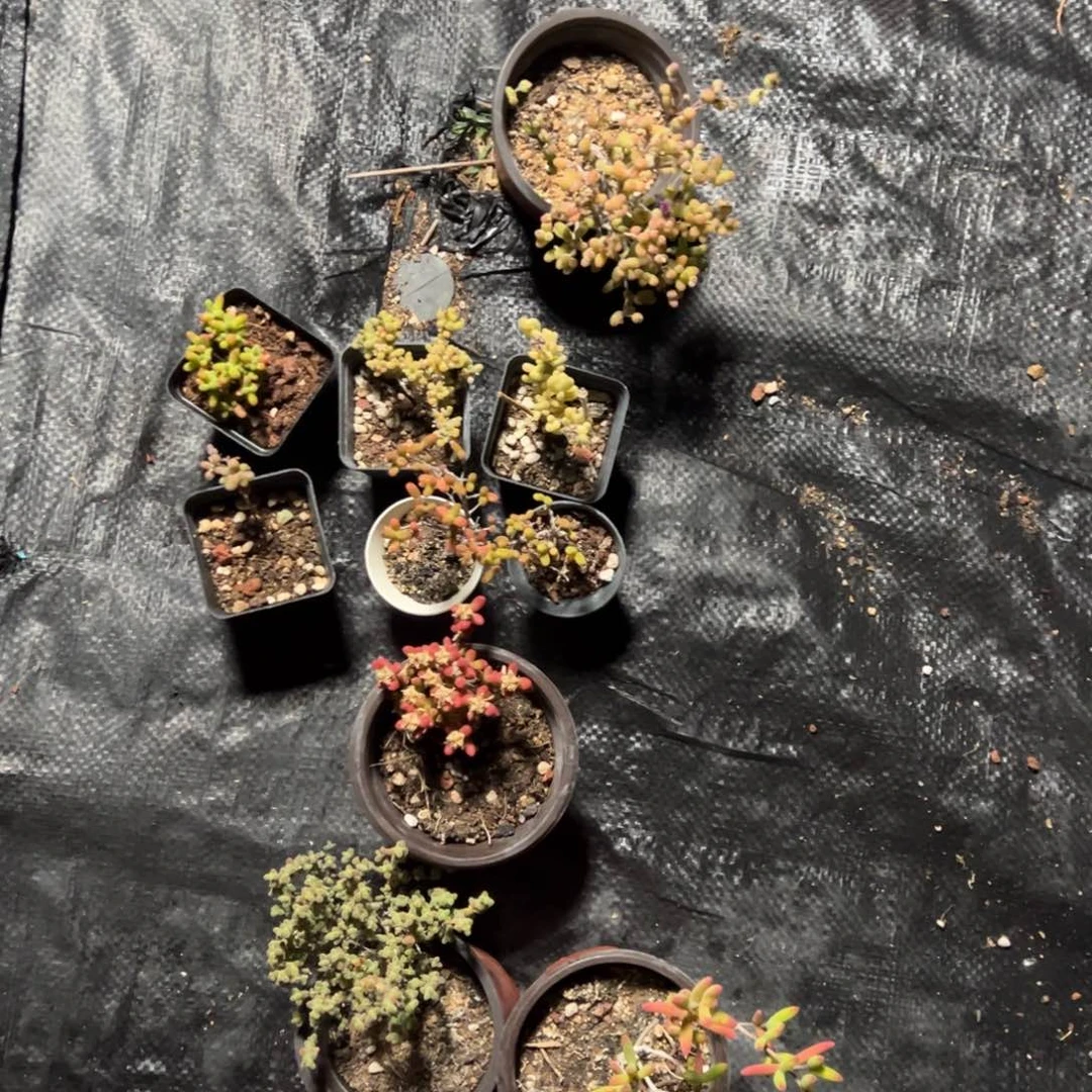 4大6小老桩盲盒套餐