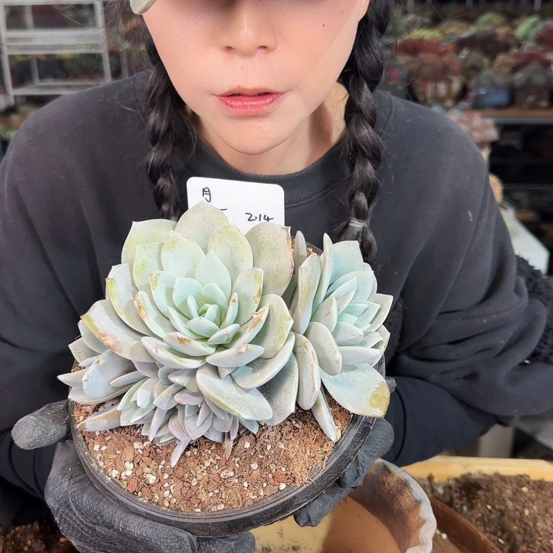 橙**?橙子。奶茶10头3个468    肉