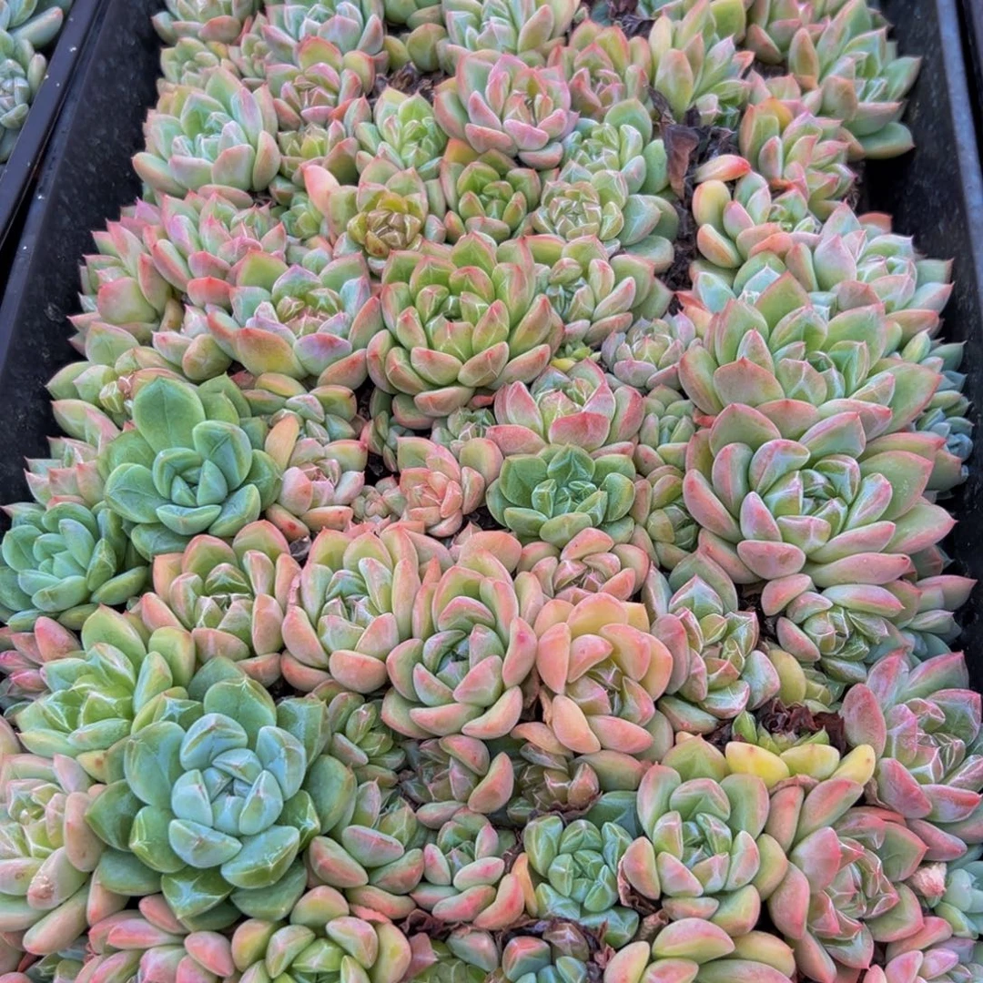 120多肉的我也是很
