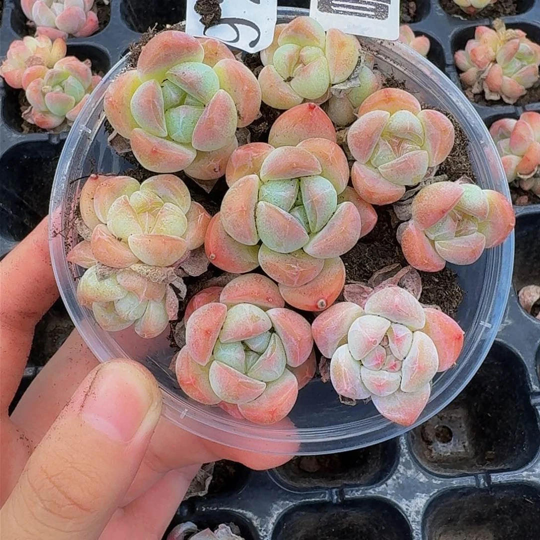 多肉植物多肉植物92量拍