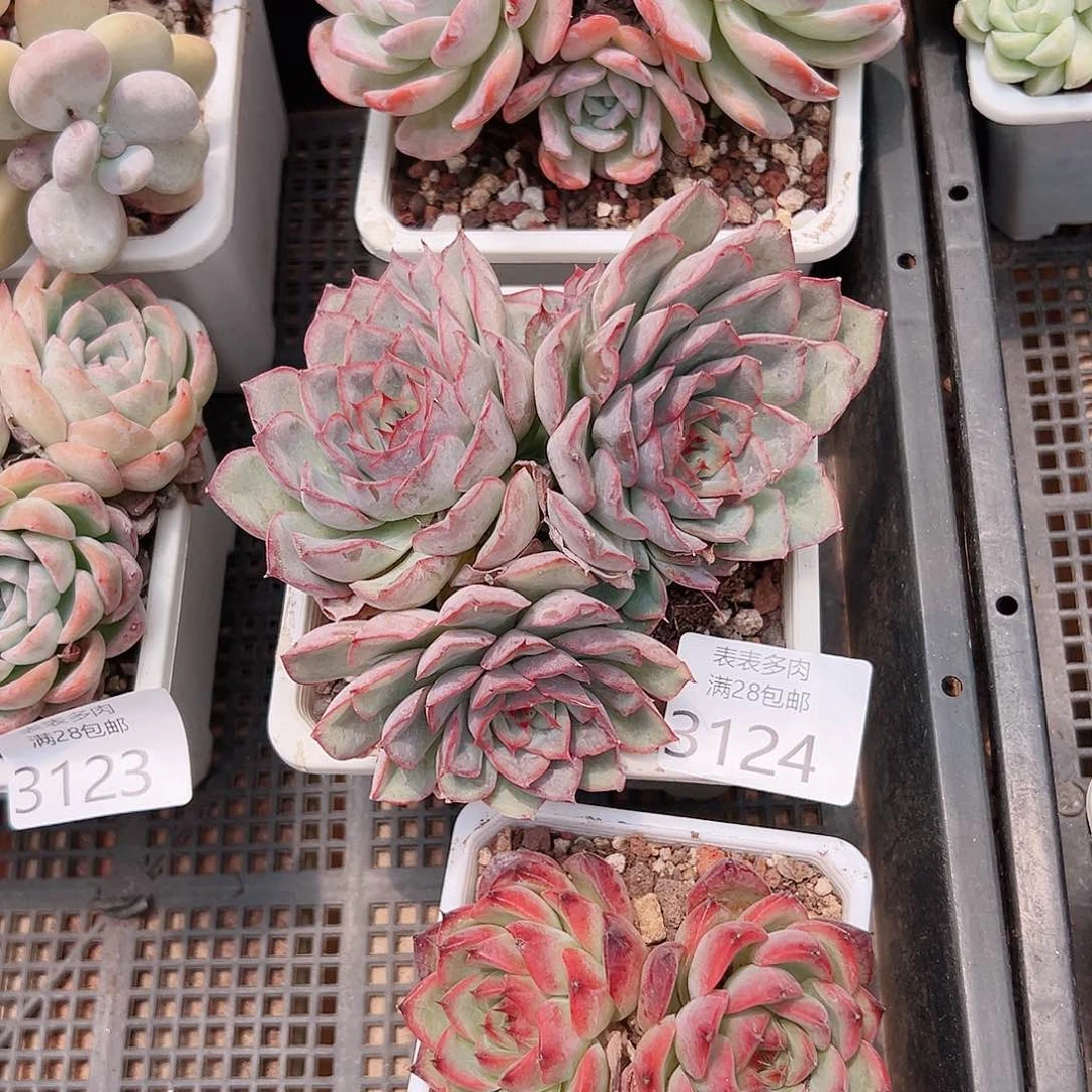 蝎***子多肉一物一拍植物3124