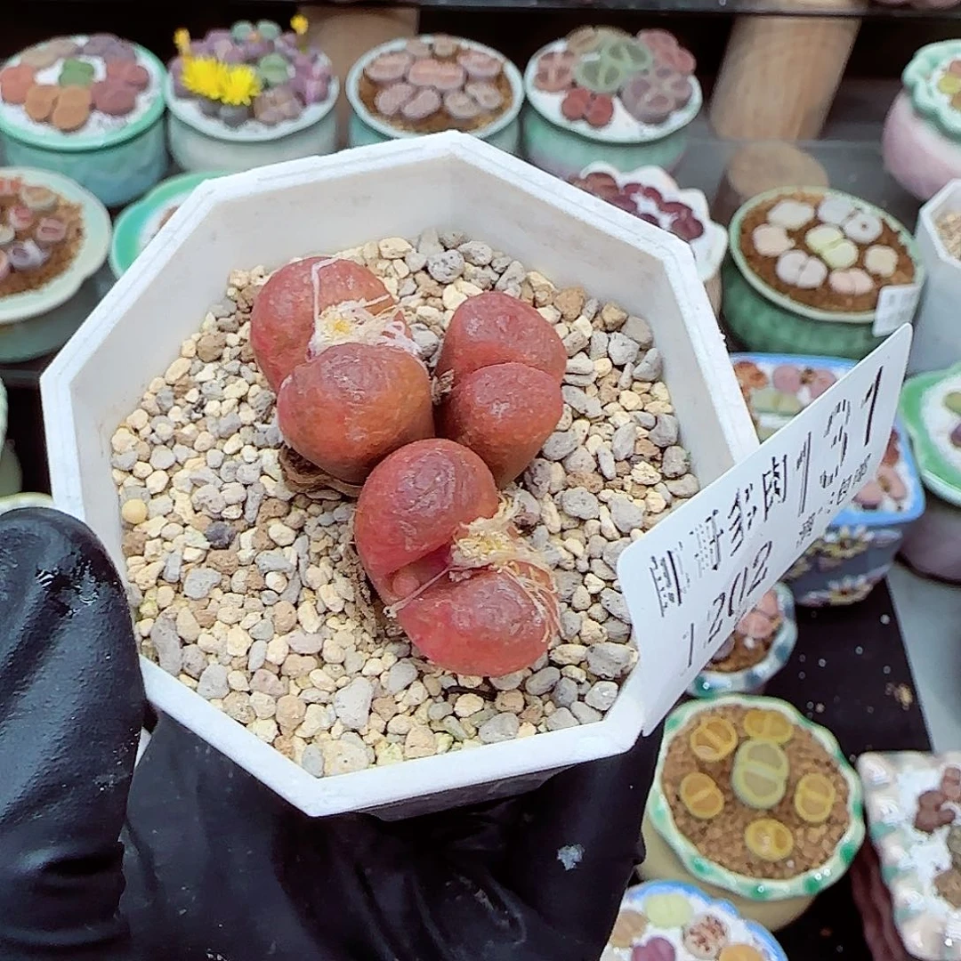 幸***星生石花满18包邮1202-131