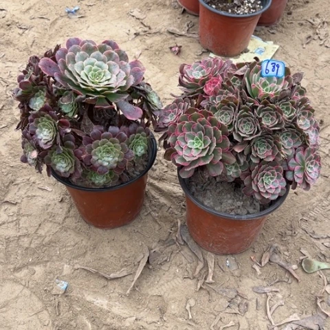 689多肉植物组合，