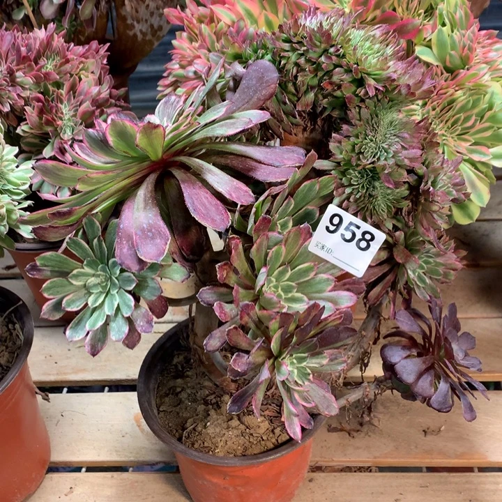 958水墨画缀多肉法师