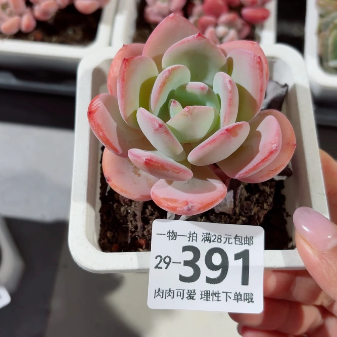 白月光多肉无盆土发货无盆土发货无